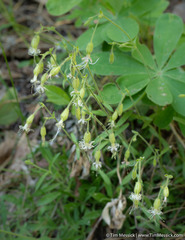 Silene lemmonii