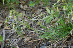 Silene lemmonii