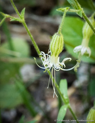 Silene lemmonii