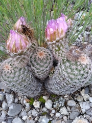 Echinocereus reichenbachii comanchensis