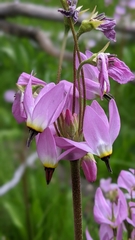 Primula subalpina