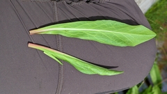 Primula subalpina