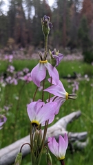 Primula subalpina