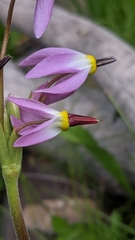 Primula subalpina