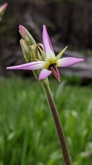 Primula subalpina