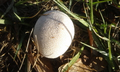 Lycoperdon perlatum image