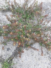 Lepidium bipinnatifidum