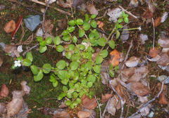 Epilobium rotundifolium