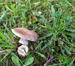 Amanita rubescens
