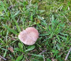 Amanita rubescens