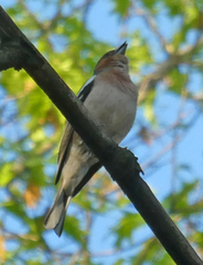 Fringilla coelebs