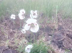Papaver albiflorum