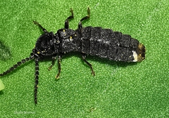 Phosphaenus hemipterus