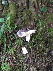 Russula