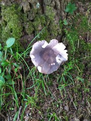 Russula