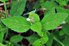 Phryma