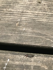 Lucidota atra
