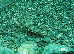 Gobius roulei