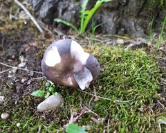 Russula cyanoxantha