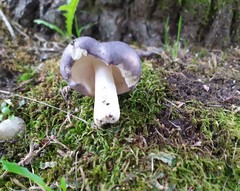 Russula cyanoxantha