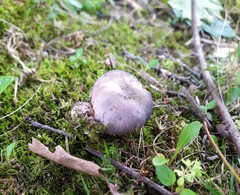 Russula cyanoxantha