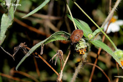 Orsilochides variabilis