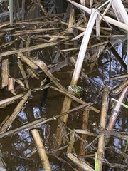 Pelophylax lessonae