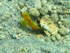 Cryptocentrus fasciatus