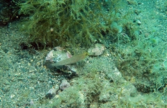 Gobius xanthocephalus