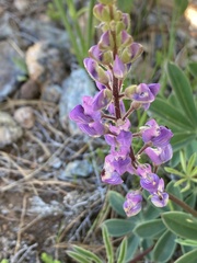 Lupinus onustus