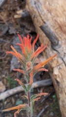 Castilleja disticha