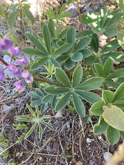 Lupinus onustus