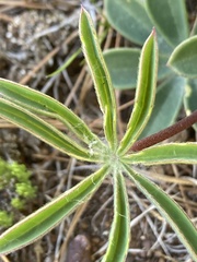 Lupinus onustus