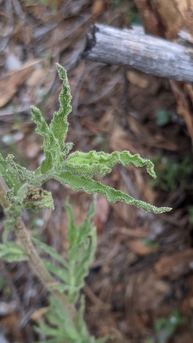 Image of Castilleja disticha by (c) My-Lan Le, some rights reserved (CC BY)