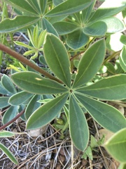 Lupinus onustus