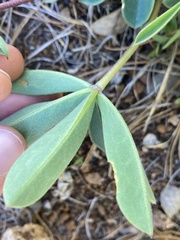 Lupinus onustus