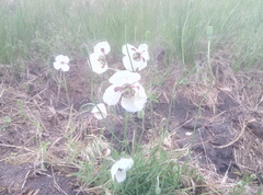 Papaver albiflorum
