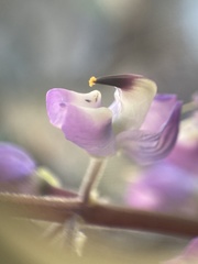 Lupinus onustus