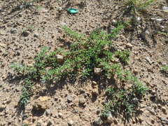Salsoloideae