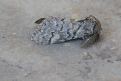 Calliteara fortunata