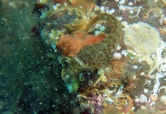 Lepadogaster candolii