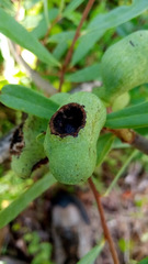 Asimina angustifolia