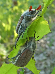Melolontha melolontha