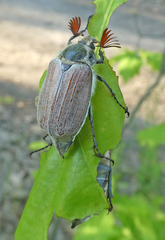 Melolontha melolontha