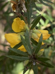 Aotus lanigera