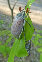 Melolontha melolontha