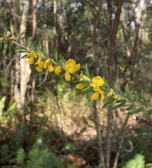 Aotus lanigera