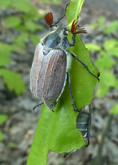 Melolontha melolontha