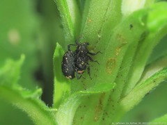 Tyloderma foveolatum