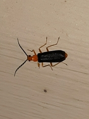 Podabrus fayi
